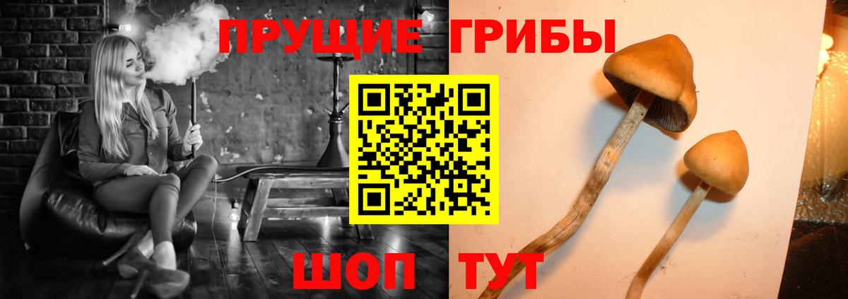Псилоцибиновые грибы Magic Shrooms  хочу наркоту  Вход с VPN  Конаково  Галлюциногенные грибы Psilocybe 